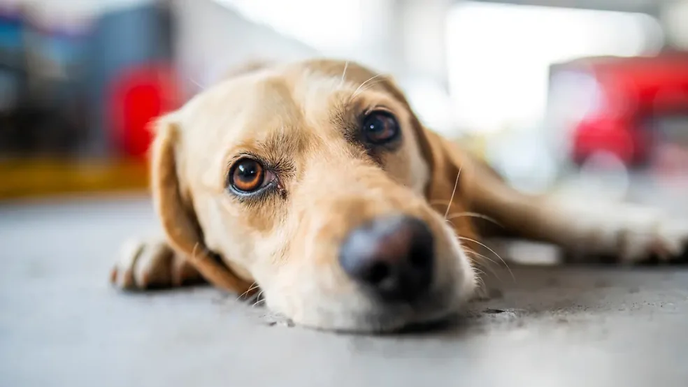 Hund