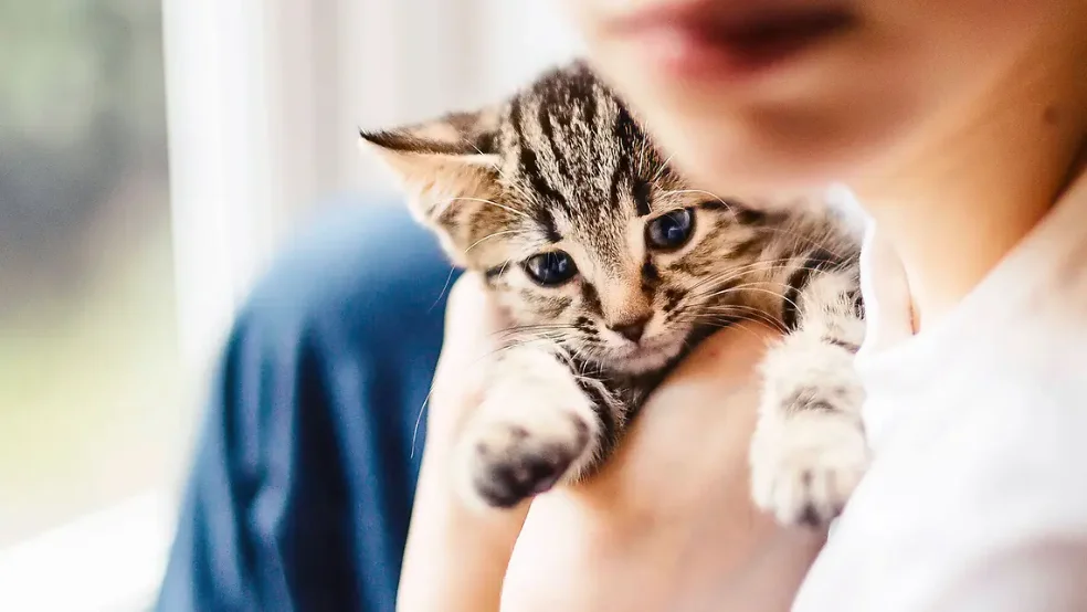 Katze
